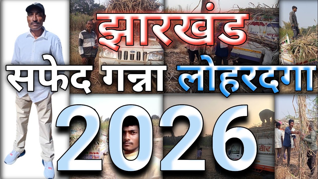 सफेद गन्ना लोहरदगा झारखंड | गन्ना थोक विक्रेता झारखंड | लोहरदगा | झारखंड | रवि वर्मा लोहरदगा