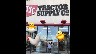 Tailyn talks about the ins and out of the chicken house at Tractor Supply!