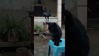 Download Lagu ayam kumbang dan kucing hitam MP3