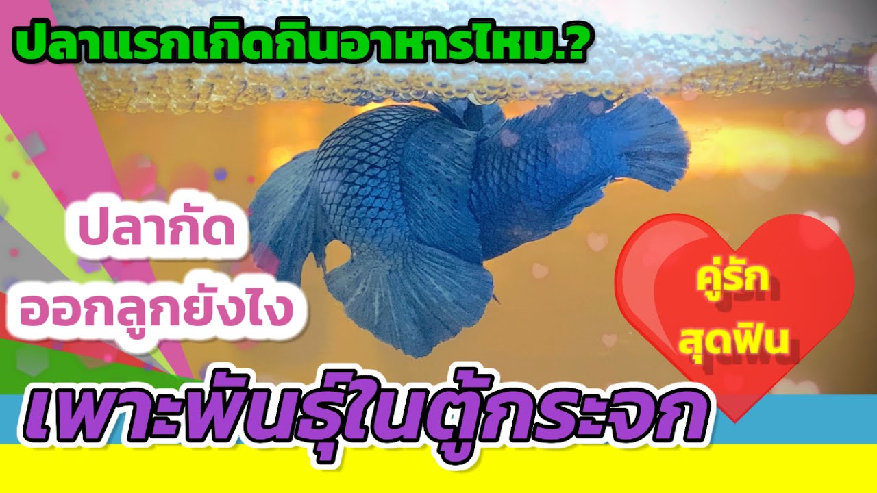 [ วิธีเพาะปลากัดในตู้กระจก ] @แชมป์วัดช้าง Saradin-Betta-Farm