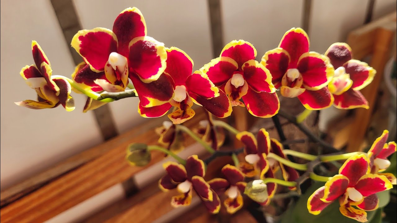 DICAS DE SUCESSO NO CULTIVO DE ORQUIDEAS PHALAENOPSIS           #orchid #orquidea #phalenopsis