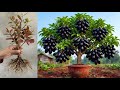 How To Propagate Java Plum Tree Cutting Faster With Aloe Vera, best idea propagating java plum tree