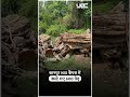 Kanpur National Sugar Institute Tree Cutting Case: कानपुर NSI कैंपस में काटे गए 600 पेड़ | UBC NEWS