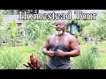 One Acre Suburban Homestead TOUR | JUNE 2025