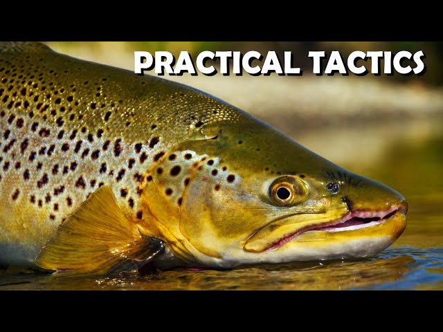 Big Brown Trout: Real-Life Cloudy Day Trout Stream Sight-Fishing Tips &  Tactics. Part 1 