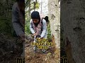 manfaat akar kelapa#shorts