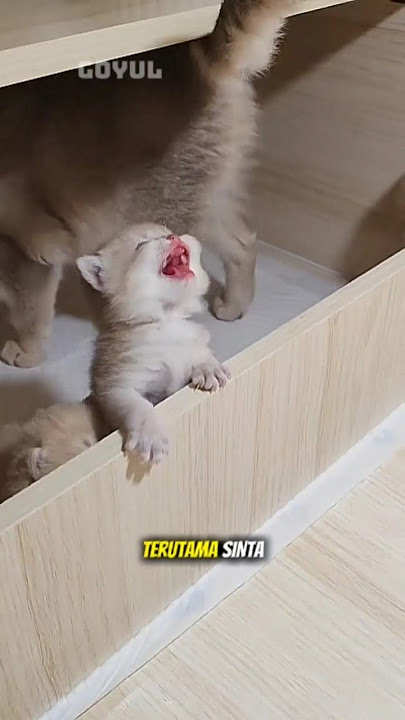 Cute trio wants to play 🙀💝 #shorts #animals