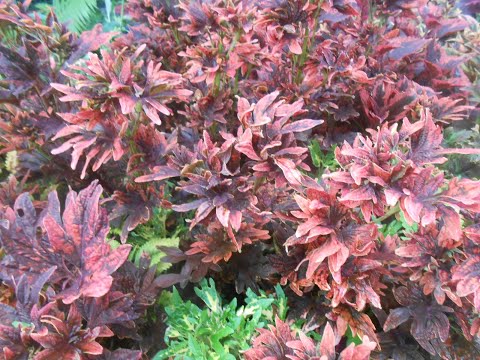 Video: Nplooj Coleus Nplooj