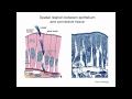 Lecture 5: Connective Tissue - Histology/Cell Biology