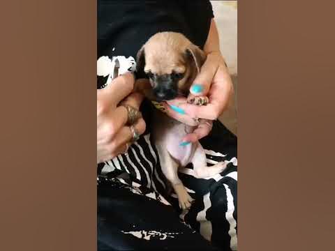 Клопик - YouTube