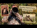 Quickly improve your Wildlife Photography! Things I wish I knew starting off in photography.