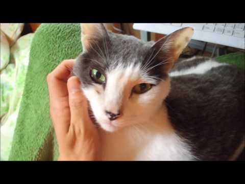 あたし＆おいら、ねこ