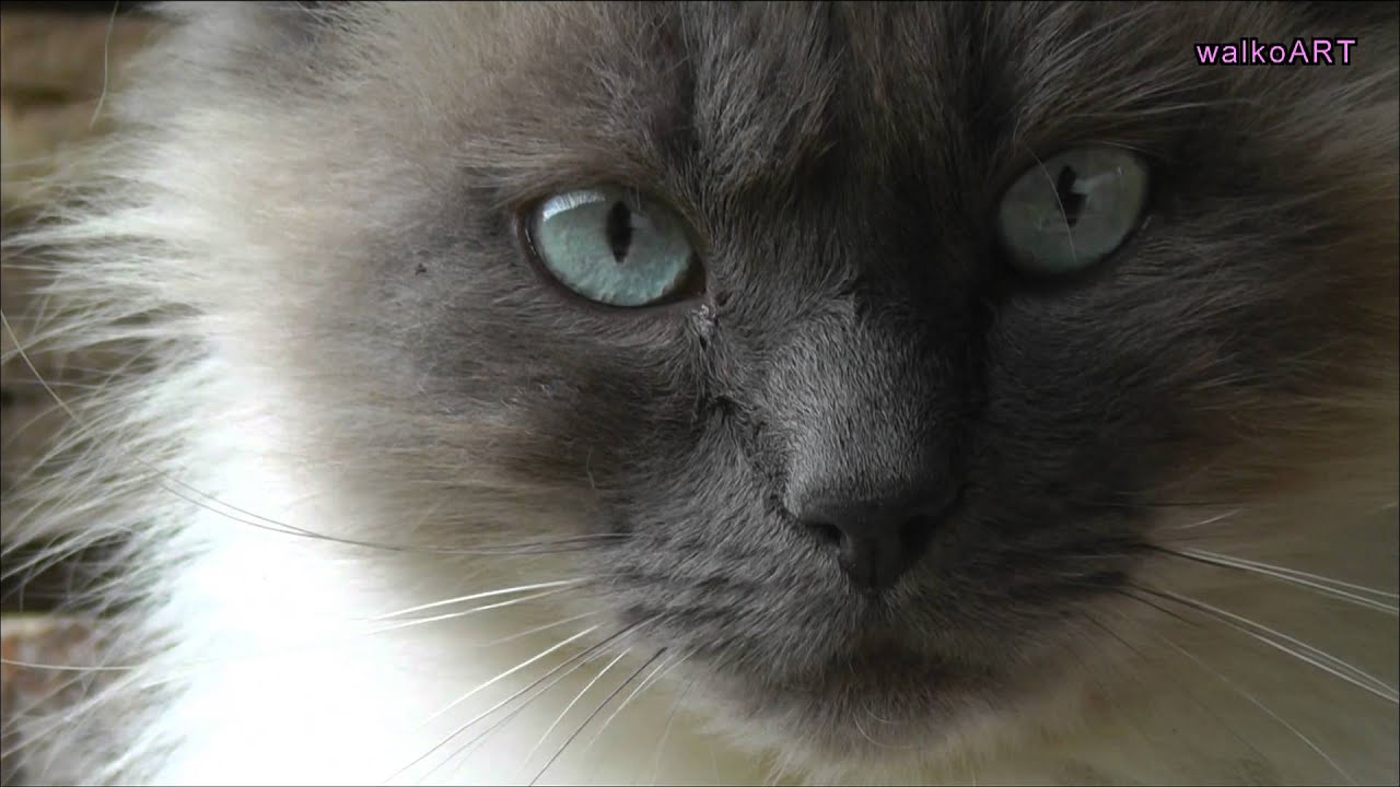 Die Schönste Katze Der Welt Most Beautiful Cat In The World Heilige Birma Katzesacred Birman