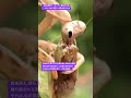 【昆虫衝撃アーカイブ】子どもたちに見せたい！コカマキリがカメムシを食べる驚きの姿と生命の力 #コカマキリ #カメムシ #昆虫衝撃アーカイブ #昆虫図鑑 #昆虫観察 #昆虫撮影 #昆虫採集