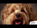 Audible for Dogs Audible for Dogs