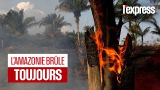 Amazonie : les incendies ravagent encore la forêt