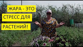 Аномальная жара 2021! Выше +30 градусов! Как спасти растения от жары? Обзор огорода 19 июня.