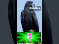 Riddles Animal Q02 Shorts Riddles Animal Q02 Shorts
