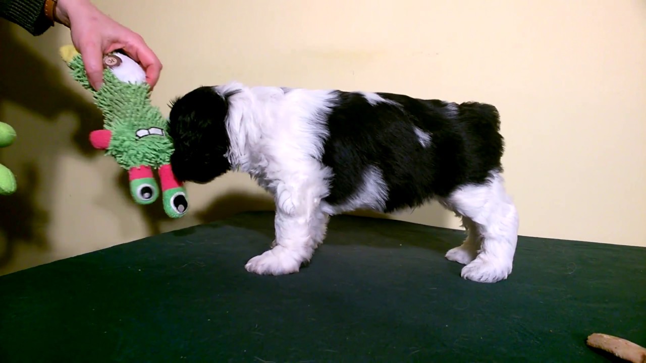 Polish Lowland Sheepdog CHULIGAN Blusałka - male show quality