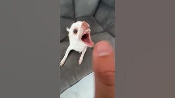 Niki tried to bite the kuchi kuchi😂😂