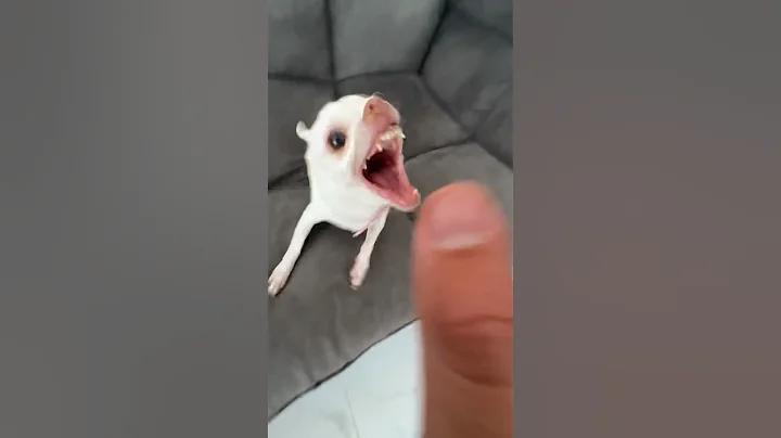 Niki tried to bite the kuchi kuchi😂😂