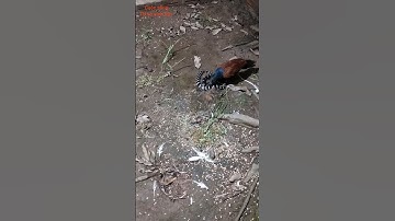 CHIM BÌM BỊP LÀ KHẮC TINH CỦA RẮN CẠP NIA #국립생물자원관