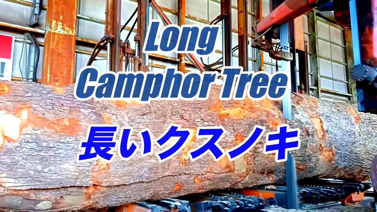 5M Long Camphor Tree 長いクスノキ製材動画！！ - YouTube