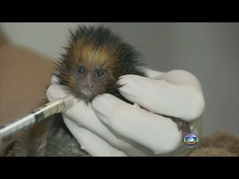 Monkey in Brazil fed with human breast milk