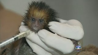 Monkey In Brazil Fed With Human Breast Milk Monkey In Brazil Fed With Human Breast Milk