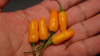 ⟹ Short Yellow Tabasco Pepper | Pod Review