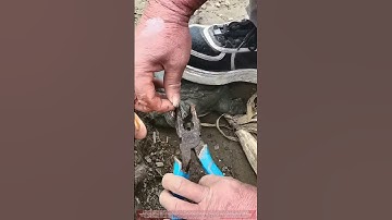 Removing a Fish Hook from a Turtle