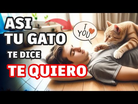 ¿Cómo Saber si tu Gato te Quiere? Las Sutiles Muestras de Cariño Felino