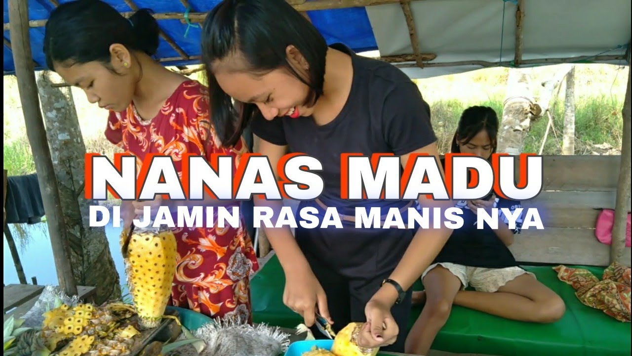NANAS MADU||GAGAL MANCING 