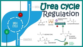 Regulation of the Urea cycle