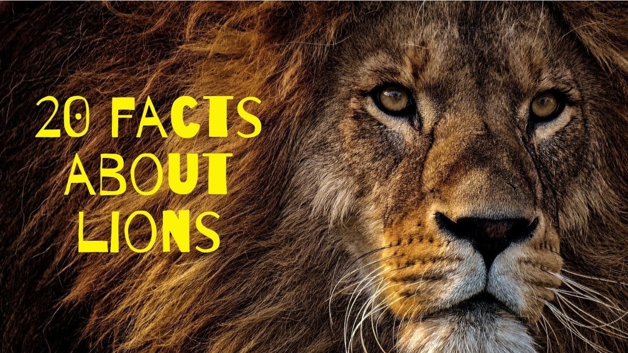 20 FACTS about LIONS you probably didn't know! 🦁 YouTube