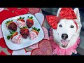 Chocolate covered strawberries for dogs   easy valentines  dog treats