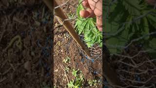 Welsh border guerilla grow uk 2021 ep2