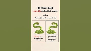 3S Phân Biệt Rắn Độc và Rắn Không Độc Dễ Dàng (P1)