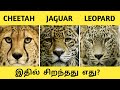 Cheetah vs Jaguar vs Leopard tamil comparision
