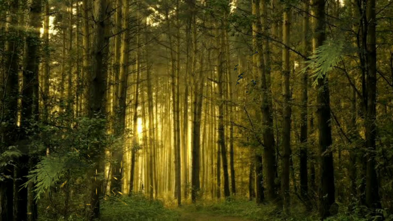 123 Hutan Background Images & Pictures My