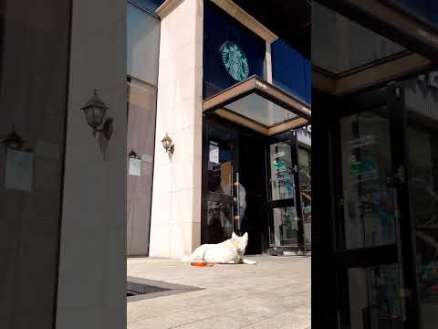 스타벅스 문지기 풍순이