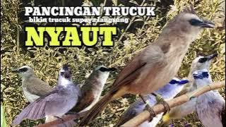 trucukan gacor TARUNG ROPEL PANJANG pancingan trucukan agar bunyi jadikan burung trucuk gacor NYAUT