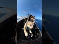 Real Cat Pilot Launches Fighter Jet Off Carrier!