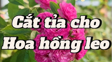 Hoe klimrozen correct te snoeien en te vormen