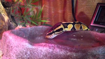 Pastel Ball Python Drinking Water