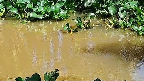 Câu Cá  Sông Mùa Nước Nổi Trúng Ổ Cá Ăn Liên Tục Luôn 