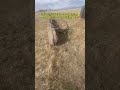 Getting Pasture Ready For The Cows!