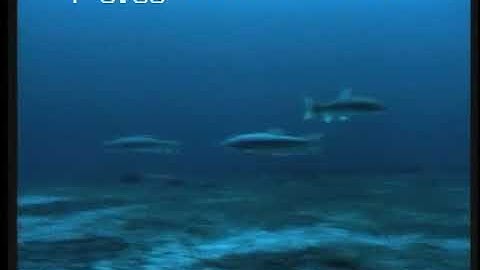 Ecology of spawning Lake Trout at Julian