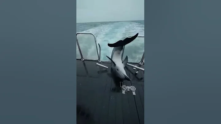 Violent Impact of Dolphins on Fishing Boat Stern Railing