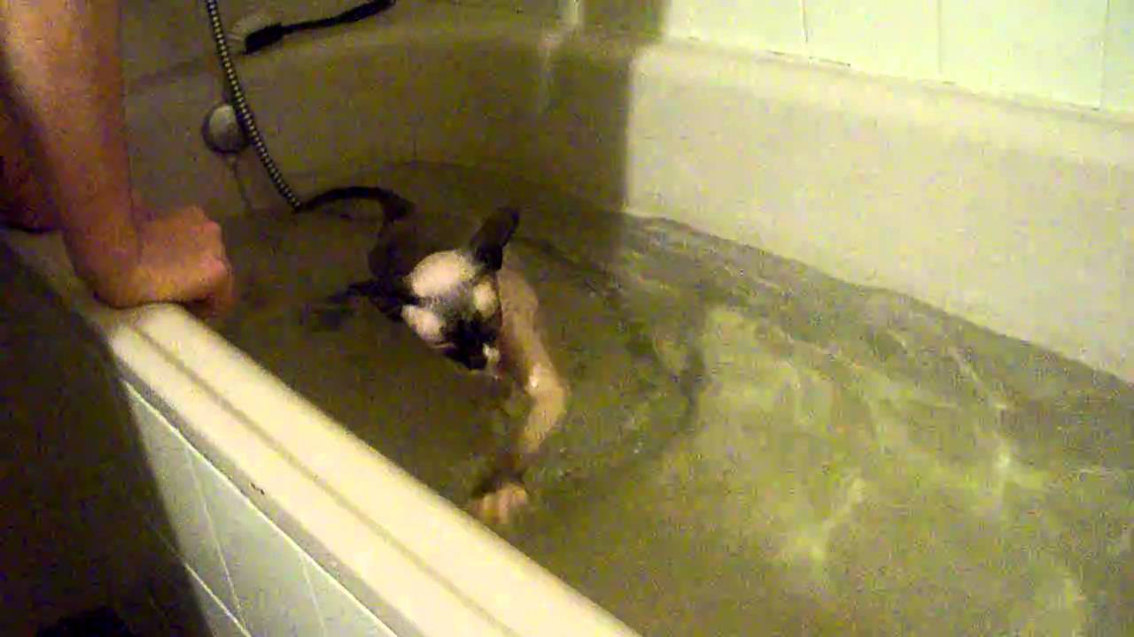 Видео коты в ванне. Кот в ванне. Сиамский котик в ванной. Сиамский кот в ванне моется. Кот в бассейне.